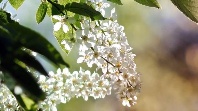 Есенин Сергей. Сыплет черемуха снегом смотреть онлайн