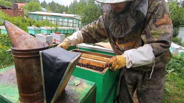Ловля роев! Пчелиные ловушки. Супер рои! Роеловство 2020. смотреть онлайн