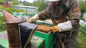 Ловля роев! Пчелиные ловушки. Супер рои! Роеловство 2020.