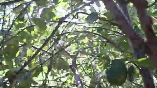 Виноградные улитки