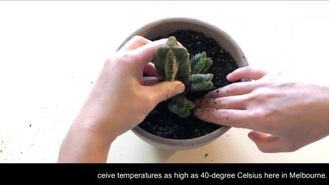 Crassula Buddhas Temple смотреть онлайн