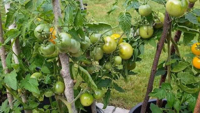 Tomatsorter, Bärnsten смотреть онлайн