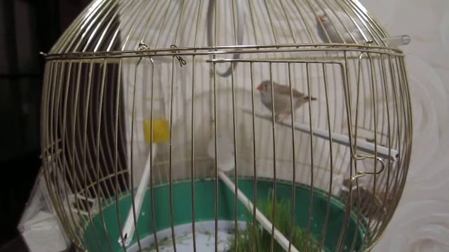 Амадинчики смотреть онлайн