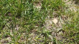 ПЫРЕЙ ПОЛЗУЧИЙ - как избавиться от него на огороде и газоне. БОРЬБА С СОРНЯКАМИ на даче.