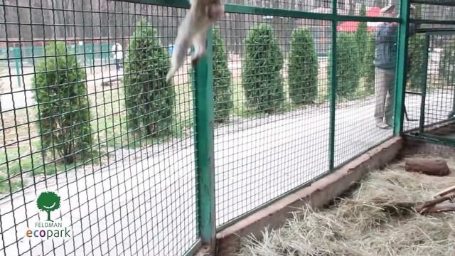 Макак магот смотреть онлайн