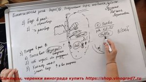 Опрыскивание бором перед цветением винограда. как определить нужен ли бор перед цветением?