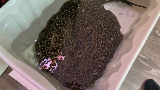 Получил жемчужного ската-единорога!)) Got a pearl unicorn stingray смотреть онлайн