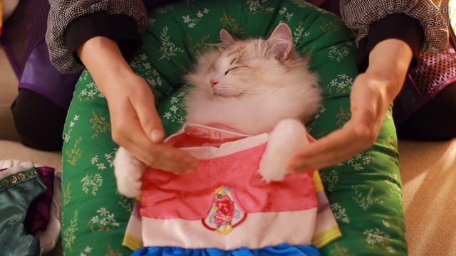 ASMR 미스고리아 본선 진출. ?드레스를 골라요! 고양이 전용 에스테틱 10탄 1부?♀️ /Sub in 13 Languages / 상황극 / Roleplay / ロールプレイ смотреть онлайн