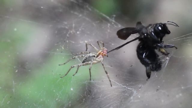 ПАУК И ПЧЕЛА (spider attacks xylocopa valga) смотреть онлайн