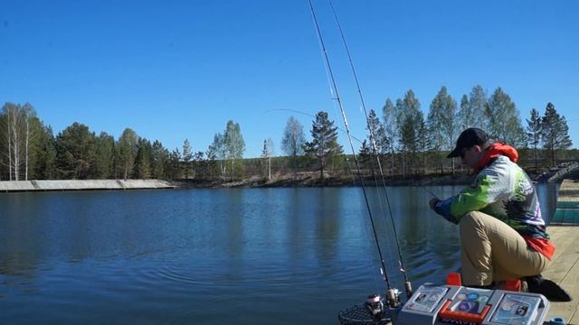 Ловля форели на скорость по принципу поймал-отпусти на платнике смотреть онлайн