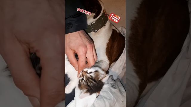 kim kime saldirdi ?? pitbull ve kedi !! amstaff pitbull bully dogo dunyasi turkiye ... смотреть онлайн