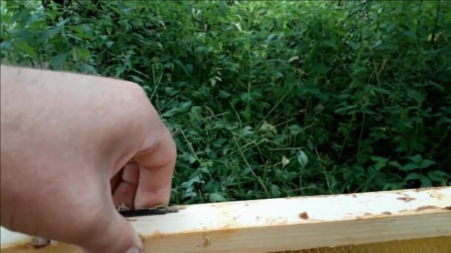 Удачно подсадили маток. смотреть онлайн