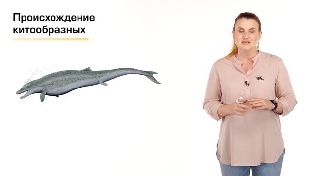 Возвращение в океан: кто такие морские млекопитающие?