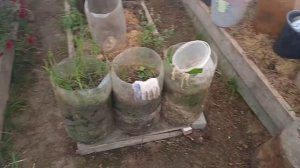 Жизнь в деревне. Ленивый огород. Ленивые грядки. Тëплые грядки. Ярославль.