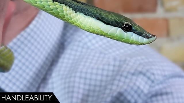 Baron's Racer, The Best Pet Snake? смотреть онлайн