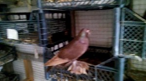 Голуби Крыма Узбекские Бойные