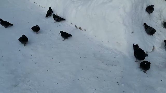 Зимние будни #2 ?☃? смотреть онлайн