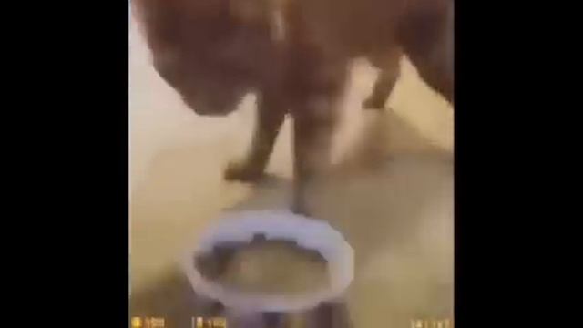 cat with half life sfx compilation смотреть онлайн