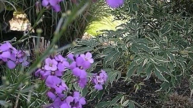 Наши любимые внучата, смотреть онлайн