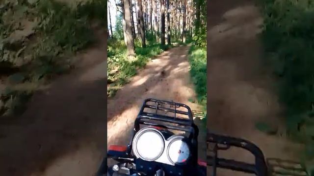 Мотоленд Форестер в лесу смотреть онлайн