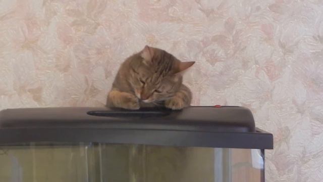 Кот интеллигент смотреть онлайн