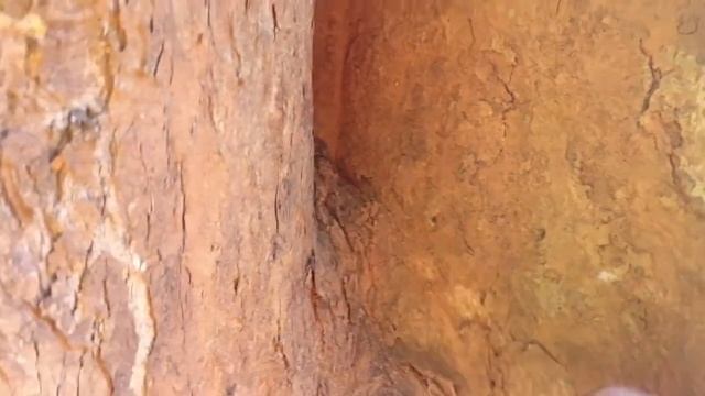 Narra Tree (Pterocarpus indicus) смотреть онлайн
