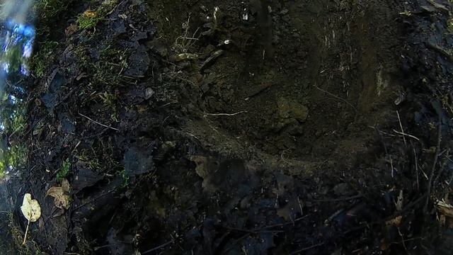 Противогазный бак и М-35, коп в Новгородской обл., часть 1 смотреть онлайн