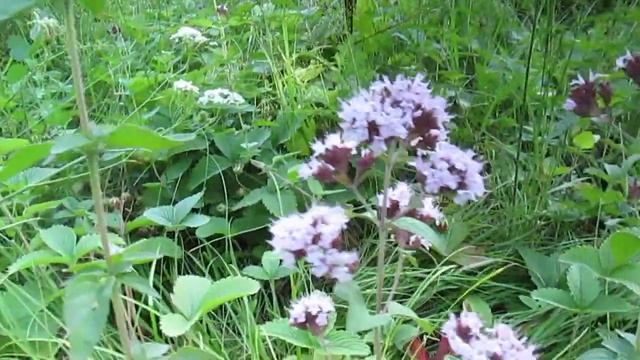 Oregano Is A Natural Folk Sedative.