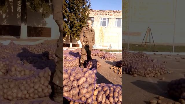 как разгружают картошку в армии... смотреть онлайн