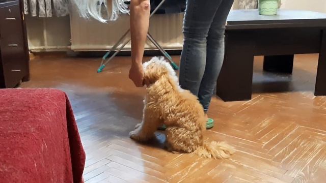 Команды сидеть, лежать, стоять