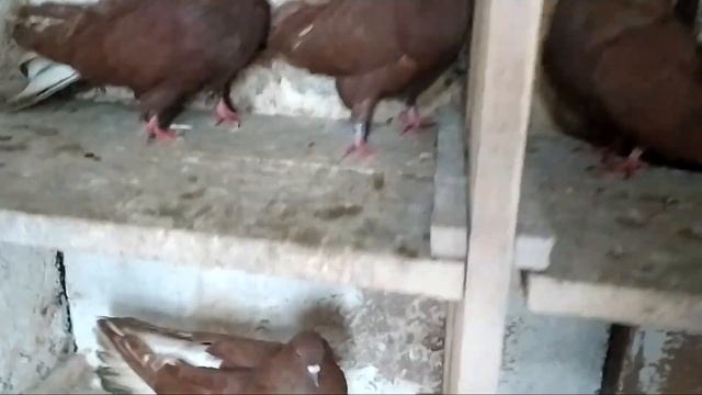 Голуби Николаевские Красные Голуба. смотреть онлайн