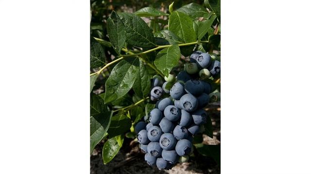 Сорт низкорослой голубики «Нортблю» смотреть онлайн