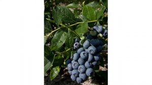 Сорт низкорослой голубики «Нортблю»