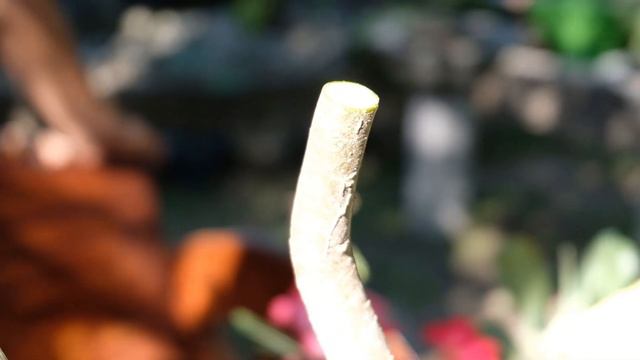 EASY STEPS FOR SUCCESSFUL ADENIUM GRAFTING смотреть онлайн