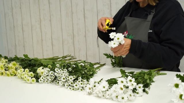 Introduction To Chrysanthemum Santini - Wholesale Flowers And Academy (Triangle Nursery)