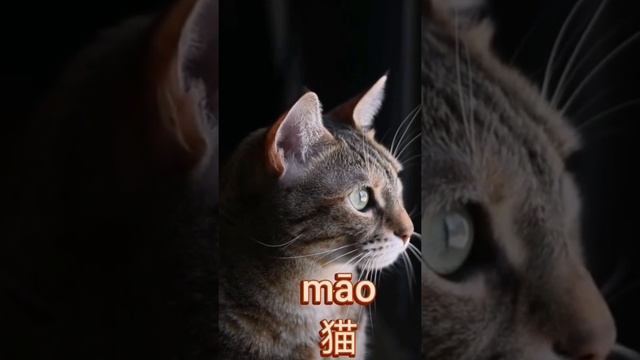как сказать по китайски кошка и кот смотреть онлайн
