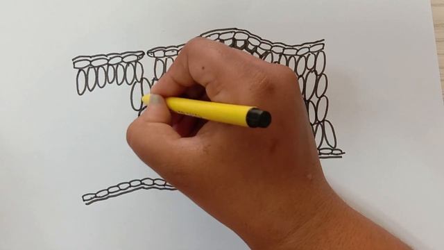 HOW TO DRAW MONOCOT LEAF INTERNAL STRUCTURE | LEAF STRUCTURE | BIOLOGY DIAGRAMS смотреть онлайн