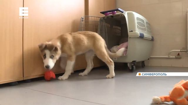 Собака из Красноярска улетела работать в аэропорт Симферополя: как она там живет смотреть онлайн