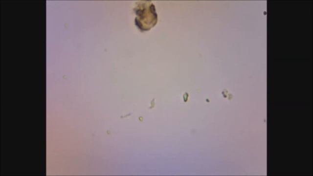 Земля под микроскопом смотреть онлайн