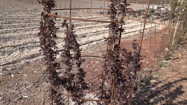 почки у роз на 2-3 рожка, питомник роз полины козловой rozarium.biz, buds of roses on 2-3 horns смотреть онлайн