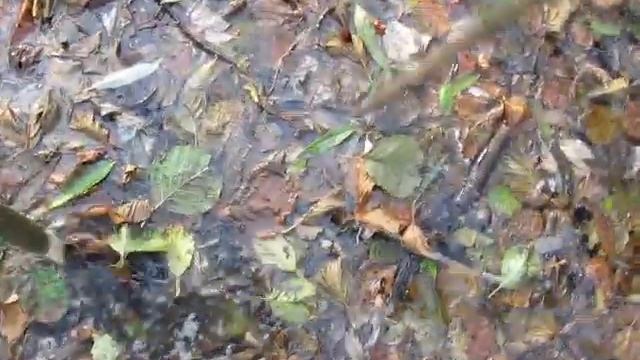 Преодоление сырого (топкого) участка местности