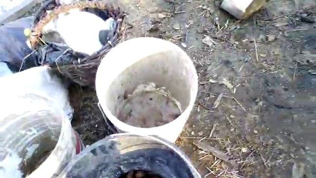 Варю еду собакам смотреть онлайн