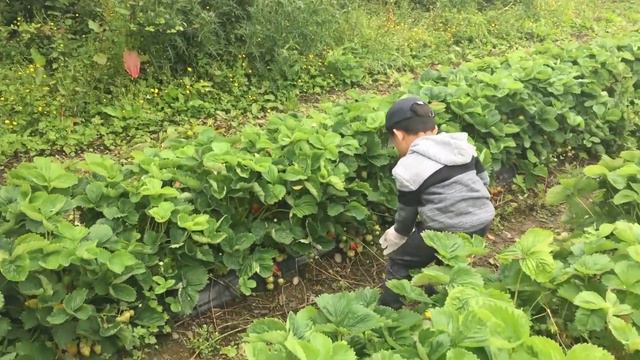 Strawberry and Raspberry Picking At Rathfarnham, Dublin #strawberrypicking смотреть онлайн