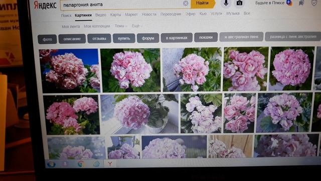 МОИ НОВИНКИ РОЗЕБУДНЫХ ПЕЛАРГОНИЙ /САМА СЕБЕ ЗАВИДУЮ? смотреть онлайн