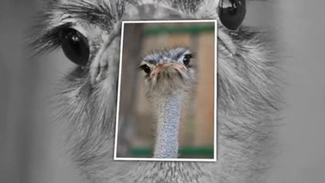 Дикая фауна