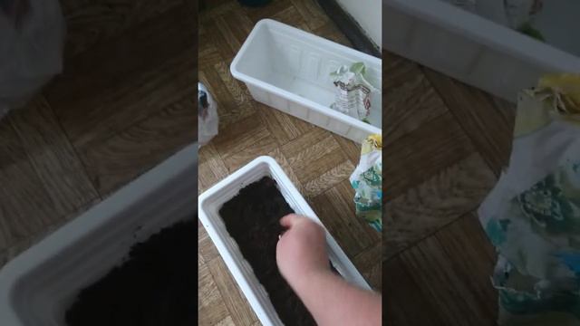 сажаю каву смотреть онлайн