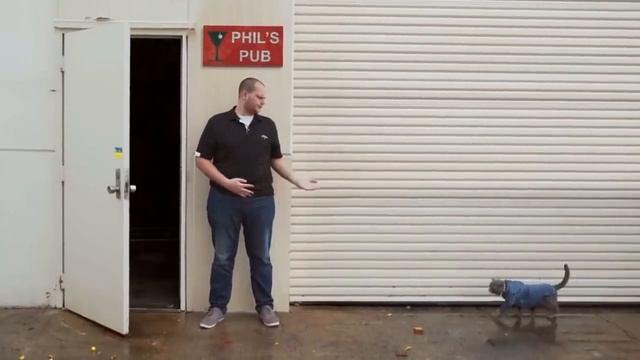 ПРИКОЛЫ С КОТАМИ: МОЙ КОТ ГРУСТИТ! – СМЕШНЫЕ КОТЫ смотреть онлайн