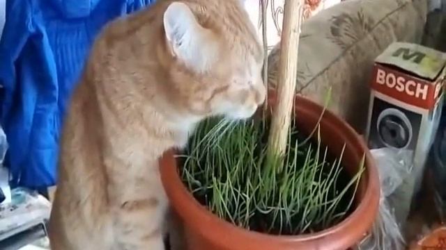 Кот. Кошки. Что кот ест. Какие кошкам дать натуральные витамины. Как кот домашний ест овес траву смотреть онлайн