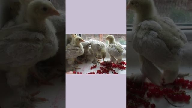 Брама изабелла, 2 недели #дарьиндвор смотреть онлайн