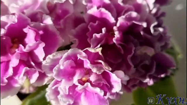 АВ-Королевская Герань. Это очень красиво! "Кухня Фиалки " смотреть онлайн